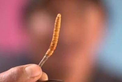 Kilosu 100 bin dolar! İktidarsızlıktan kansere bir çok hastalığa iyi geliyor