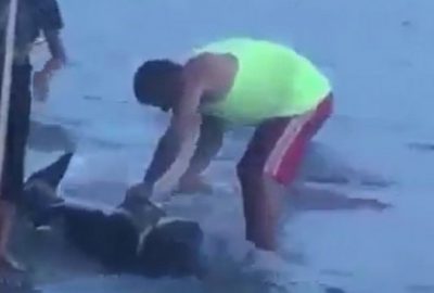 Bursa’da karaya vuran yunus balığını doğradılar!