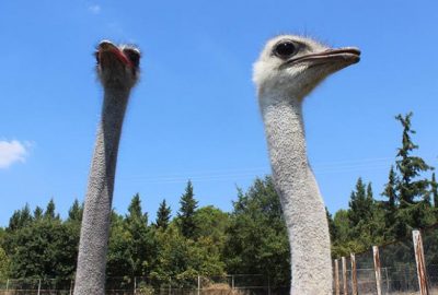 1,5 ayda yumurtadan çıkıyor, tanesi 500 liradan alıcı buluyor