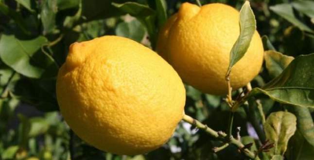 Tanesi 1.5 lira oldu