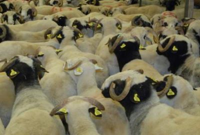 Kurbanlık fiyatlarına yüzde 10’un üzerinde zam