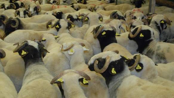 Kurbanlık fiyatlarına yüzde 10’un üzerinde zam