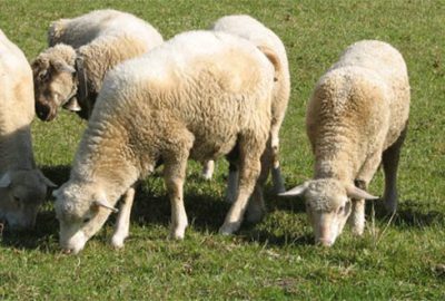 Küçükbaşın canlı kilogram fiyatı 20 lira