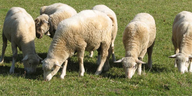 Küçükbaşın canlı kilogram fiyatı 20 lira