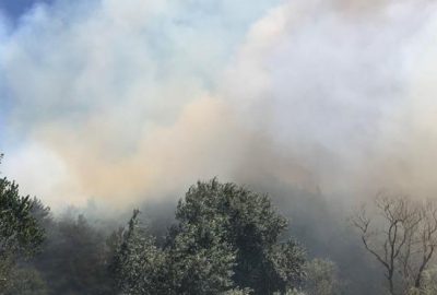 Mudanya’da orman yangını!