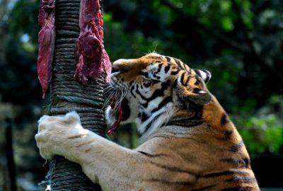 Aslan ve kaplanlara nefes kesen beslenme testi 