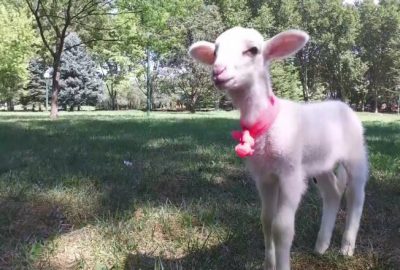 Kesmek için almıştı, çocuklarından ayırmıyor…