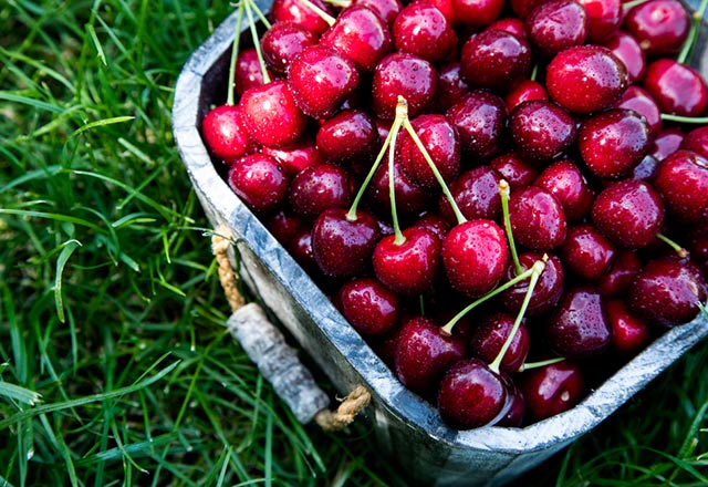 Kiraz ihracatında büyük artış Kiraz ihracatında büyük artış