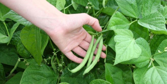 Kuru fasulyede hasat zamanı