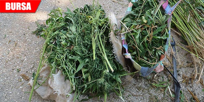 Baba ve oğul hint keneviri ekemeden yakayı ele verdi