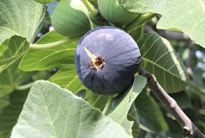 Bursa’nın dünyaca ünlü siyah inciri beklemede