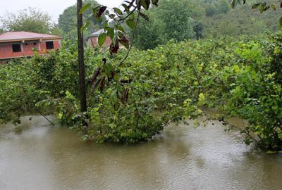 Afetten etkilenen çiftçiye iyi haber
