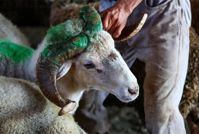 Kurbanlık fiyatları açıklandı