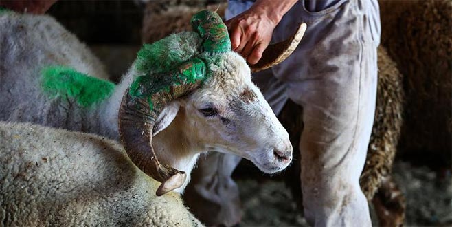 Kurbanlık fiyatları açıklandı