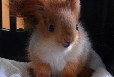 Polis yavru sincabı gözaltına aldı