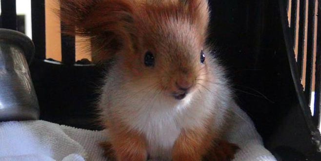 Polis yavru sincabı gözaltına aldı Polis yavru sincabı gözaltına aldı