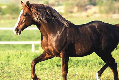 TİGEM’in koşu taylarına para aktı