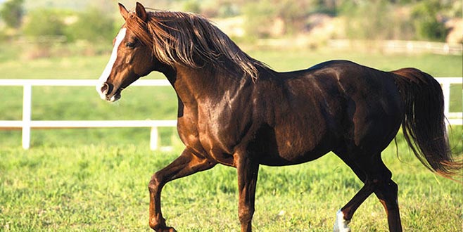 TİGEM’in koşu taylarına para aktı