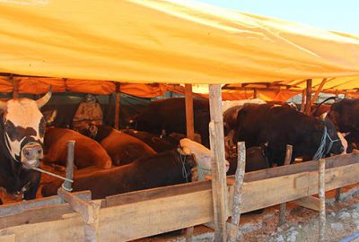 İşte Kurban Bayramı’nda satılan hayvan sayısı