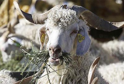 Kurban kesecekler dikkat