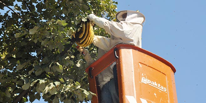 Ağaca yuva yapan arılar mahalleliye zor anlar yaşattı