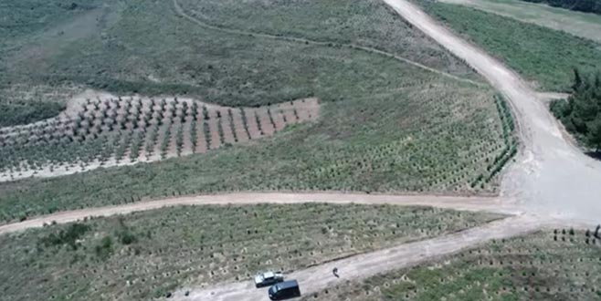 ‘Yanan ormanlar devlet güvencesinde’