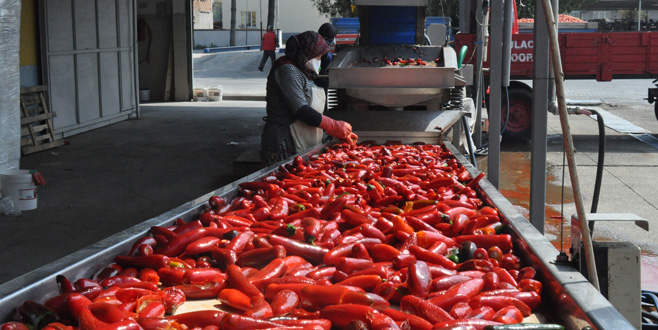 Bursa’dan Hollanda’ya bin 200 ton salça 