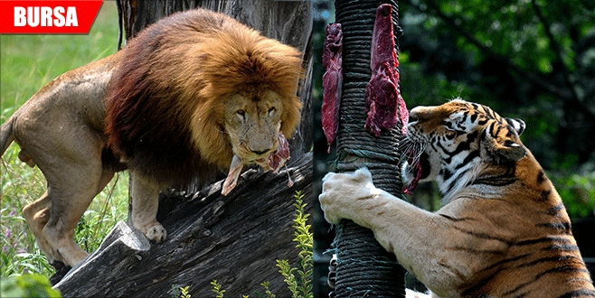 Aslan ve kaplanlara nefes kesen beslenme testi Aslan ve kaplanlara nefes kesen beslenme testi