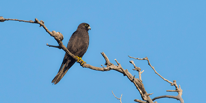 Karacabey Longozu’nda 270.tür…