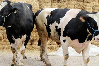 Tarım Bakanı kurbanlık alım fiyatlarını açıkladı