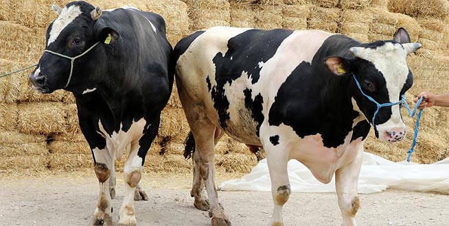 Tarım Bakanı kurbanlık alım fiyatlarını açıkladı Tarım Bakanı kurbanlık alım fiyatlarını açıkladı