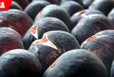 Siyah incir üreticisinin yüzü gülmüyor