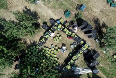 Türkiye’nin armut bahçesi: Gürsu
