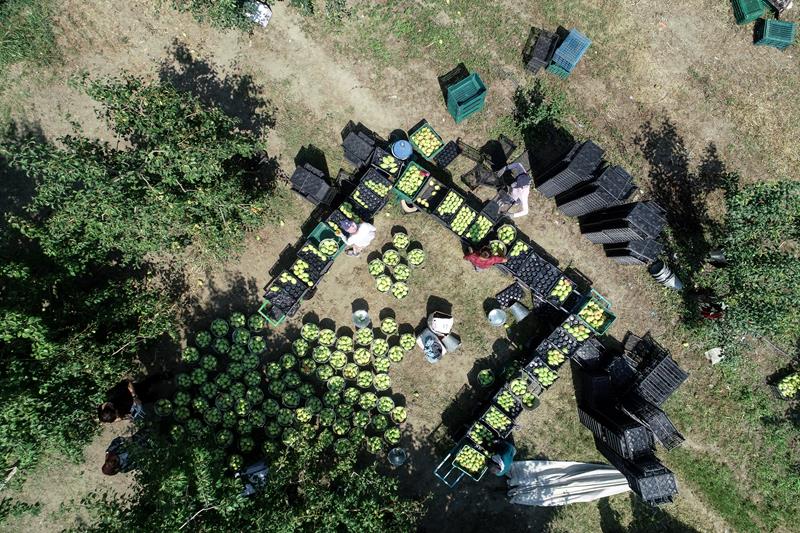 Türkiye’nin armut bahçesi: Gürsu