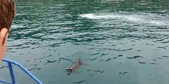 Ünlü şarkıcı o boğayı satın aldı!