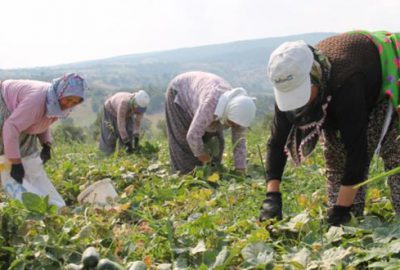 Turşuluk salatalık üreticiye kazandırıyor