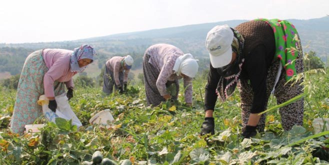 Turşuluk salatalık üreticiye kazandırıyor