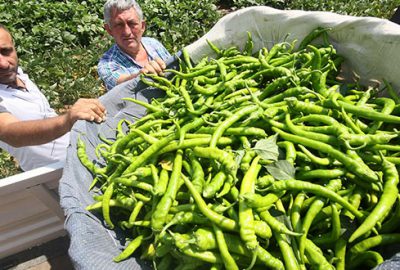 Çiftçi ikinci el biberden umutlu