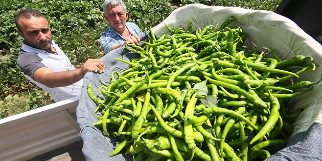 Çiftçi ikinci el biberden umutlu