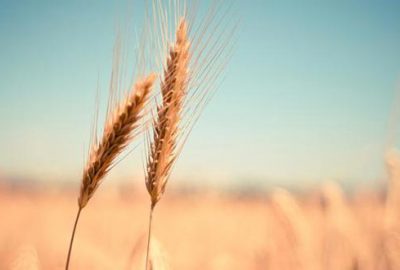 Dünyanın sadece 26 günlük buğdayı kaldı