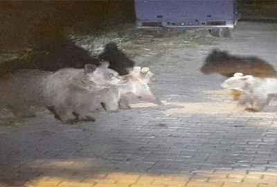 Aç kalan ayılar çöpte yiyecek aradı