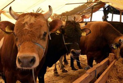 Elde kalan kurbanlıkları Et ve Süt Kurumu alacak