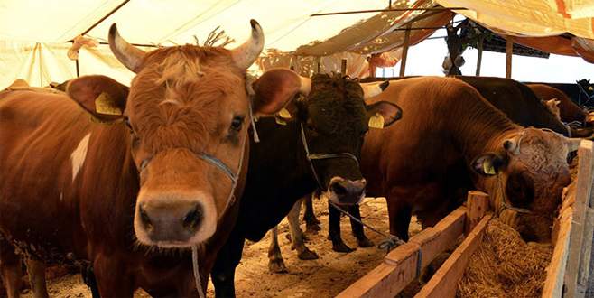 Elde kalan kurbanlıkları Et ve Süt Kurumu alacak Elde kalan kurbanlıkları Et ve Süt Kurumu alacak