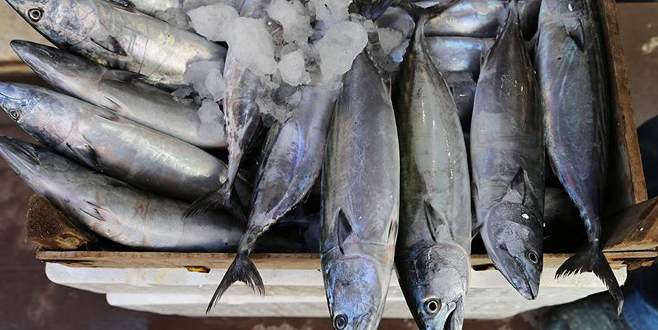 Tezgahlar palamutla doluyor