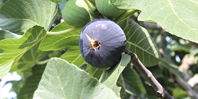 Siyah incirde iyi bir sezon geçirdik