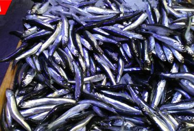 Hamsi 15 liradan tezgâha indi