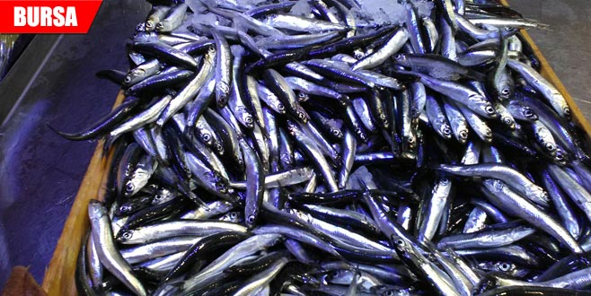 Hamsi 15 liradan tezgâha indi