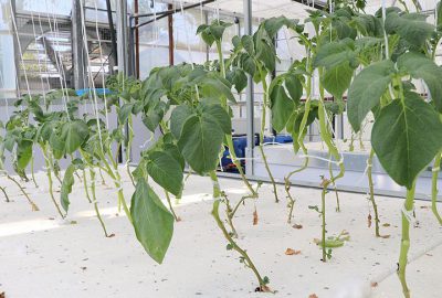 Milli patateste topraksız tarımla verim artışı sağlandı