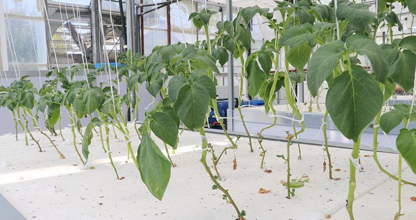 Niğde'de yerli patates tohumlarının üretildiği Patates Araştırma Enstitüsünde bu yıl
