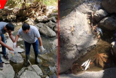 Toplu balık ölümlerine inceleme